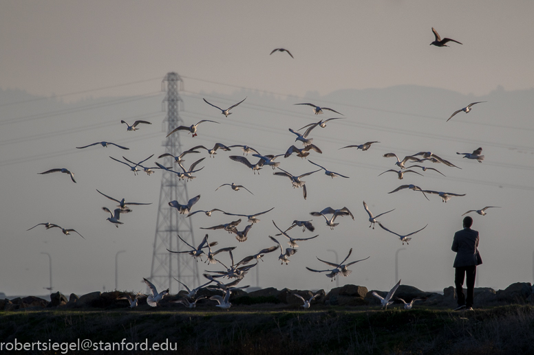 hayward regional shoreline